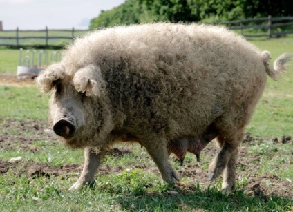 Caracteristicile rasei de porci mangalitsa maghiară