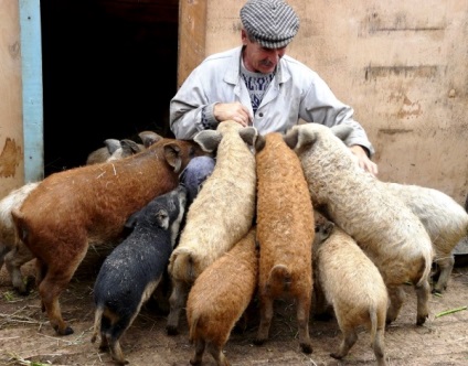 Caracteristicile rasei de porci mangalitsa maghiară