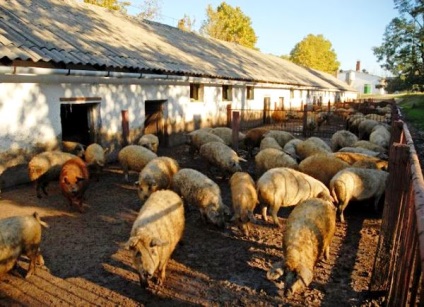 Caracteristicile rasei de porci mangalitsa maghiară