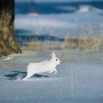 Caracteristici de iepuri de câmp - vânătoare și pescuit în Rusia și în străinătate