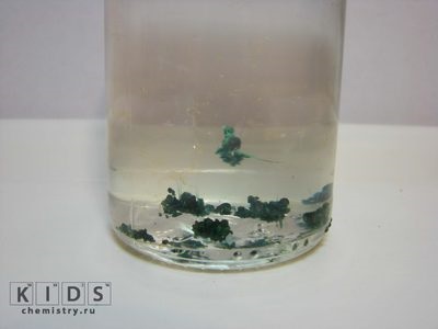 Descrierea detaliată a algei a experimentului