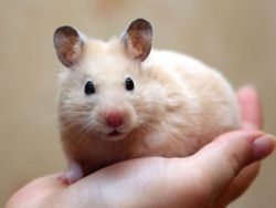 Hamsteri - îngrijire și conținut