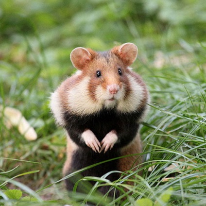 Hamster comun, fotografie