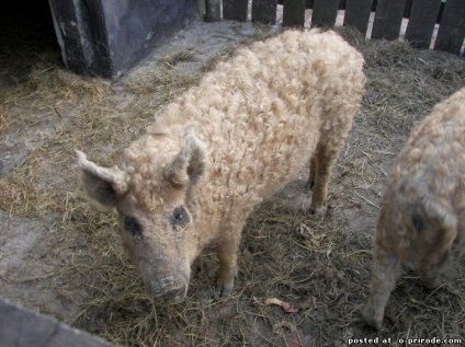 Piglet cu păr - mangalitsa - 22 fotografii - poze - photo world of nature