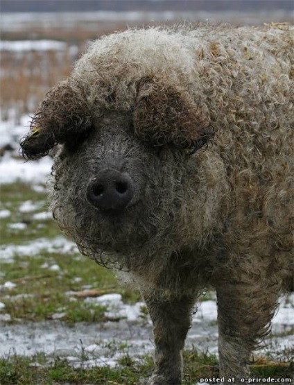 Piglet cu păr - mangalitsa - 22 fotografii - poze - photo world of nature