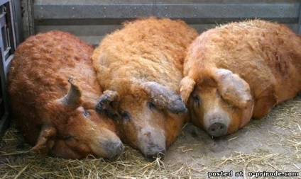 Piglet cu păr - mangalitsa - 22 fotografii - poze - photo world of nature