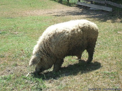 Piglet cu păr - mangalitsa - 22 fotografii - poze - photo world of nature