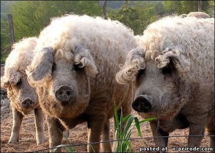 Piglet cu păr - mangalitsa - 22 fotografii - poze - photo world of nature