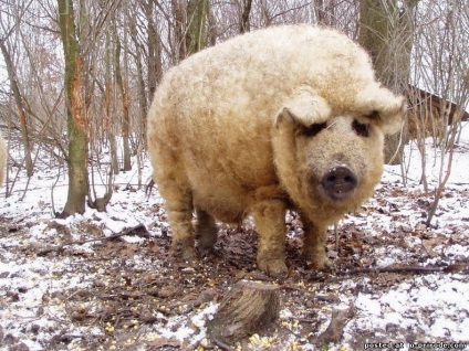 Piglet cu păr - mangalitsa - 22 fotografii - poze - photo world of nature