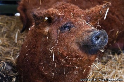 Piglet cu păr - mangalitsa - 22 fotografii - poze - photo world of nature