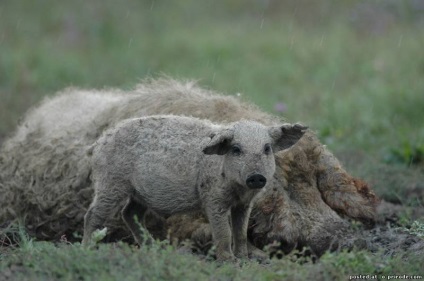 Piglet cu păr - mangalitsa - 22 fotografii - poze - photo world of nature