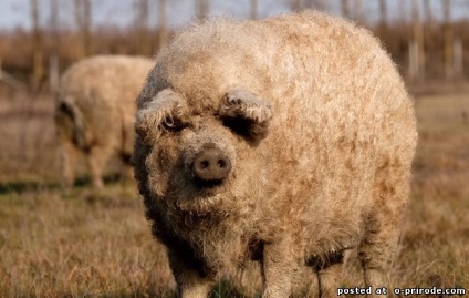 Piglet cu păr - mangalitsa - 22 fotografii - poze - photo world of nature