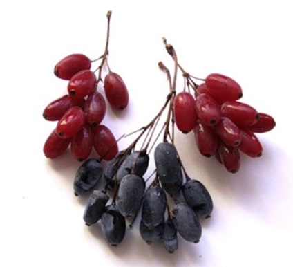 Specii de fructe de pădure dulce proprietăți utile și rău, utilizarea de fructe de padure goji