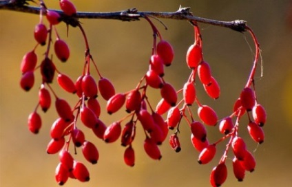 Barberry bogyók hasznos tulajdonságokkal és ártalmakkal, goji bogyók használatával