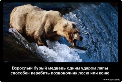 Fapte interesante despre fotografierea urșilor bruni, fapte curioase despre ursul brun în imagini, fapte foto
