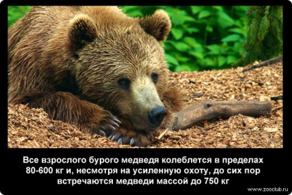 Érdekes tények a barna medvékről fotó, kíváncsi tények a barna medvékről képeken, fényképes tények