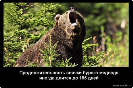 Fapte interesante despre fotografierea urșilor bruni, fapte curioase despre ursul brun în imagini, fapte foto