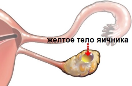 Corpul galben în funcția ovarian și numirea