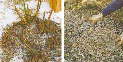 Protecția iernii și căile de încălzire a plantelor în țară
