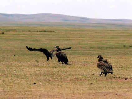 Zona de stepi, fauna pamantului