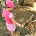 Gradina zoologica din Antalya