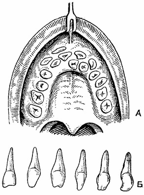 Dinți, anatomia topografică a părții faciale a capului