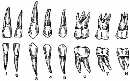 Dinți, anatomia topografică a părții faciale a capului