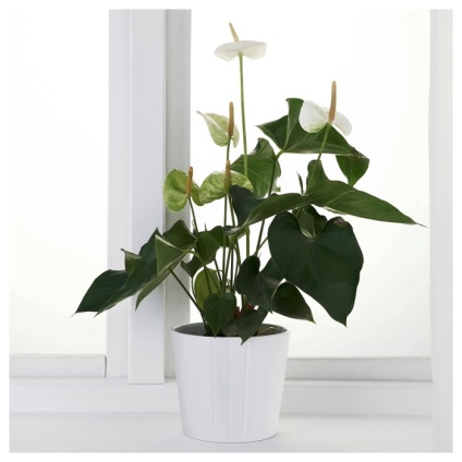 10 plante de casa de la ikea - sfaturi utile