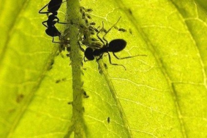 10 remedii populare de la furnici, lifhaki