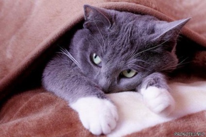 10 Cele mai teribile fapte despre pisici
