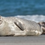 15 Érdekes tények a delfinekről