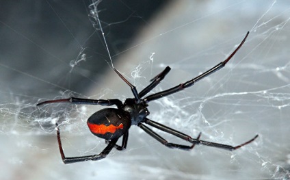 15 Cel mai periculos păianjen din lume, mai proaspăt - cel mai bun din Runet pentru o zi!