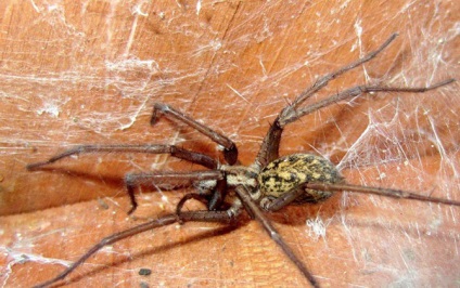 15 Cel mai periculos păianjen din lume, mai proaspăt - cel mai bun din Runet pentru a doua zi!