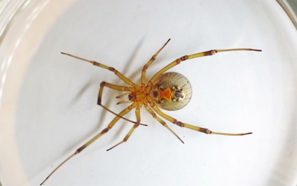 15 Cel mai periculos păianjen din lume, mai proaspăt - cel mai bun din Runet pentru o zi!