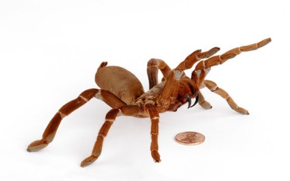 15 Cel mai periculos păianjen din lume, mai proaspăt - cel mai bun din Runet pentru a doua zi!