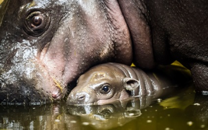20 Fotografiile animalelor din grădinile zoologice și rezervațiile naturale ale lumii