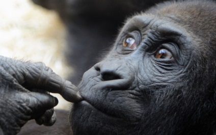 20 Fotografiile animalelor din grădinile zoologice și rezervațiile naturale ale lumii