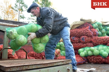 Agricultorii din Komi vor planta mai mulți cartofi