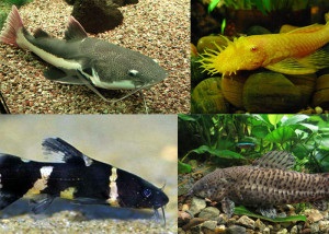 Acvariu catfishes