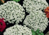 Alyssum specii populare, crescând din semințe, propagând prin butași și tufișuri împărțite