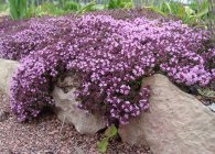 Alyssum specii populare, crescând din semințe, propagând prin butași și tufișuri împărțite