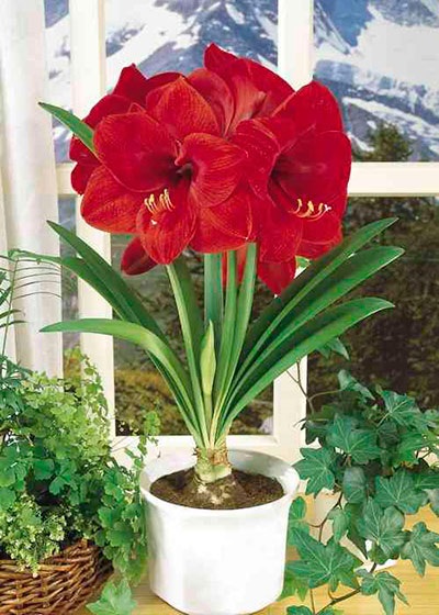 Amaryllis și hippeastrum diferențe și asemănări