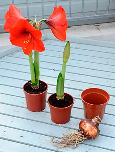 Amaryllis și hippeastrum diferențe și asemănări