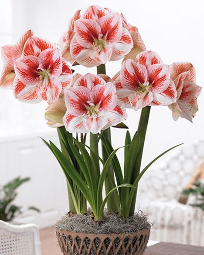 Amaryllis și hippeastrum diferențe și asemănări