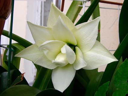 Amaryllis și hippeastrum diferențe și asemănări