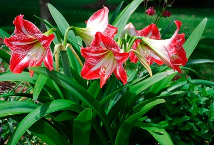 Amaryllis și hippeastrum diferențe și asemănări