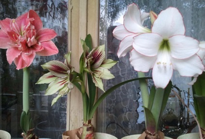 Amaryllis și hippeastrum diferențe și asemănări