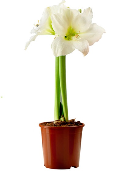 Amaryllis și hippeastrum diferențe și asemănări