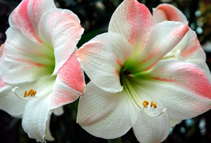 Amaryllis și hippeastrum diferențe și asemănări