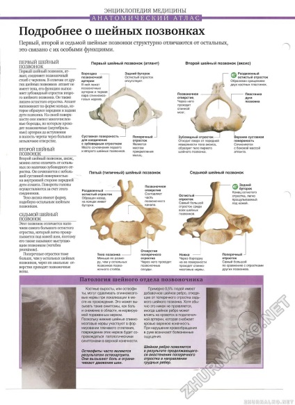 Atlasul anatomic - corpul uman nr. 19, pagina 18